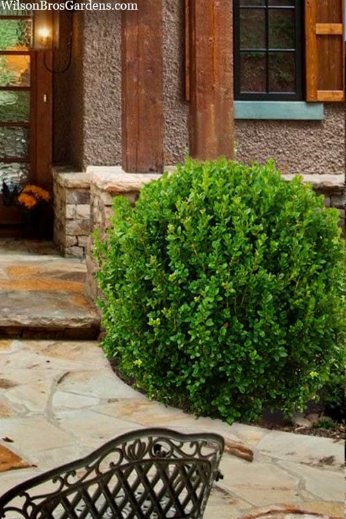 Winterstar Boxwood - 2 Gallon Pot 8 Winterstar Boxwood - 2 Gallon Pot - Image 6