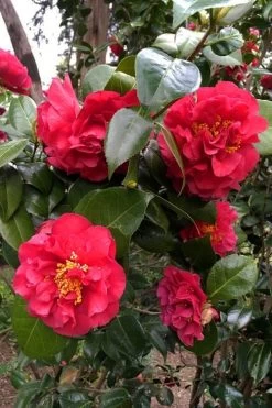 Turandot Camellia Japonica - 7 Gallon Pot -Garden & Outdoor Sale Shop caellia turandot 20 1