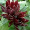 Simply Scentsational Sweetshrub (Calycanthus ) - 3 Gallon Pot 2 Simply Scentsational Sweetshrub (Calycanthus ) - 3 Gallon Pot -Garden & Outdoor Sale Shop calycanthus simply scentsational sweet shrub 13