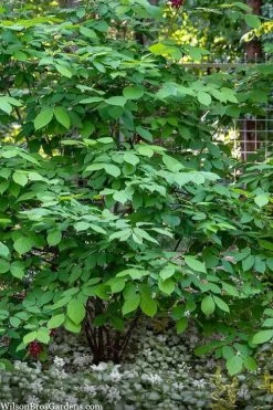 Simply Scentsational Sweetshrub (Calycanthus ) - 3 Gallon Pot -Garden & Outdoor Sale Shop calycanthus simply scentsational sweet shrub 14