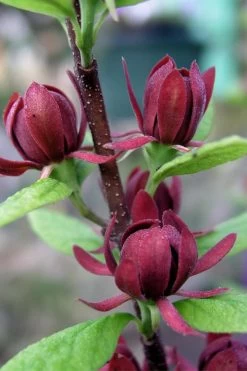Simply Scentsational Sweetshrub (Calycanthus ) - 3 Gallon Pot -Garden & Outdoor Sale Shop calycanthus simply scentsational sweet shrub 3