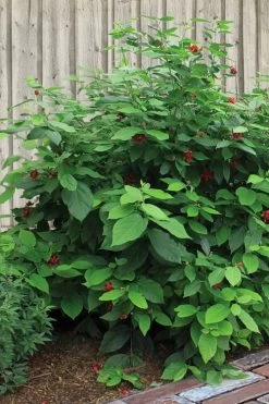 Simply Scentsational Sweetshrub (Calycanthus ) - 3 Gallon Pot -Garden & Outdoor Sale Shop calycanthus simply scentsational sweet shrub 4