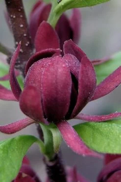 Simply Scentsational Sweetshrub (Calycanthus ) - 3 Gallon Pot -Garden & Outdoor Sale Shop calycanthus simply scentsational sweet shrub 7