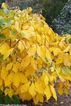 Simply Scentsational Sweetshrub (Calycanthus ) - 1 Gallon Pot -Garden & Outdoor Sale Shop calycanthus simply scentsational sweet shrub 8 1