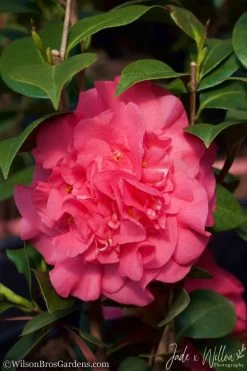 Ack-Scent Fragrant Pink Camellia Japonica - 1 Gallon Pot -Garden & Outdoor Sale Shop camellia ack scent jw 2