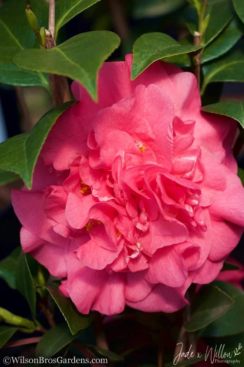 Ack-Scent Fragrant Pink Camellia Japonica - 3 Gallon Pot 7 Ack-Scent Fragrant Pink Camellia Japonica - 3 Gallon Pot - Image 5