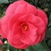 Arctic Rose Cold Hardy Red Camellia - 1 Gallon Pot 2 Arctic Rose Cold Hardy Red Camellia - 1 Gallon Pot -Garden & Outdoor Sale Shop camellia arctic rose 1