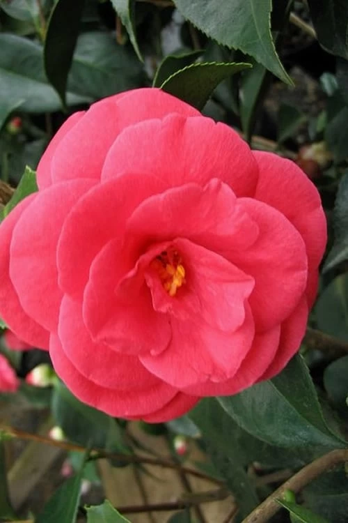 Arctic Rose Cold Hardy Red Camellia - 1 Gallon Pot 3 Arctic Rose Cold Hardy Red Camellia - 1 Gallon Pot