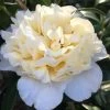 Brushfield Yellow Camellia Japonica - 3 Gallon Pot -Garden & Outdoor Sale Shop camellia brushfield yellow 11 1