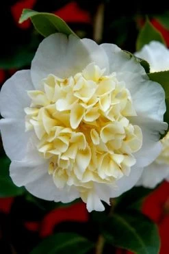 Brushfield Yellow Camellia Japonica - 1 Gallon Pot -Garden & Outdoor Sale Shop camellia brushfield yellow 25