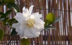 Chisato No Aki Camellia Japonica - 3 Gallon Pot -Garden & Outdoor Sale Shop camellia chisato no aki 5