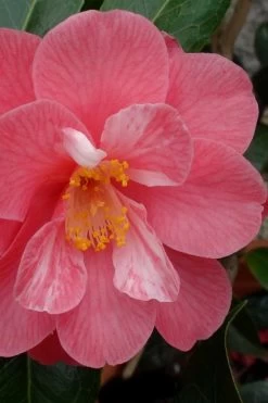 Coral Delight Camellia Hybrid - 1 Gallon Pot 12 Coral Delight Camellia Hybrid - 1 Gallon Pot -Garden & Outdoor Sale Shop camellia coral delight 3