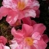 Coral Delight Camellia Hybrid - 1 Gallon Pot -Garden & Outdoor Sale Shop camellia coral delight 4