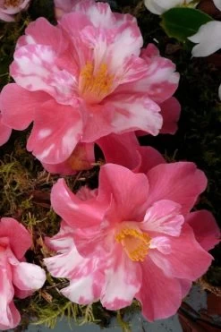 Coral Delight Camellia Hybrid - 1 Gallon Pot