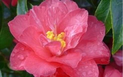 Coral Delight Camellia Hybrid - 1 Gallon Pot 13 Coral Delight Camellia Hybrid - 1 Gallon Pot -Garden & Outdoor Sale Shop camellia coral delight 5