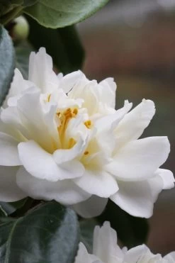Cream Puff Fragrant Camellia - 3 Gallon Pot -Garden & Outdoor Sale Shop camellia cream puff 1
