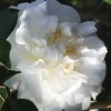 Cream Puff Fragrant Camellia - 3 Gallon Pot 1 Cream Puff Fragrant Camellia - 3 Gallon Pot -Garden & Outdoor Sale Shop camellia cream puff 4