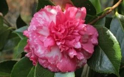 Sacred Dance Camellia Japonica 'Daikagura' - 3 Gallon Pot -Garden & Outdoor Sale Shop camellia daikagura 20