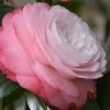 Desire Camellia Japonica - 3 Gallon Pot -Garden & Outdoor Sale Shop camellia desire 1
