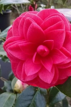 Glen 40 Camellia Japonica - 1 Gallon Pot -Garden & Outdoor Sale Shop camellia glen 40 1