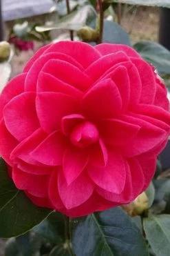 Glen 40 Camellia Japonica - 1 Gallon Pot -Garden & Outdoor Sale Shop camellia glen 40 2