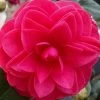 Glen 40 Camellia Japonica - 1 Gallon Pot -Garden & Outdoor Sale Shop camellia glen 40 2 thumbnail