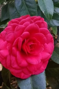 Glen 40 Camellia Japonica - 1 Gallon Pot -Garden & Outdoor Sale Shop camellia glen 40 3