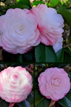 Guest Star Camellia Japonica - 1 Gallon Pot -Garden & Outdoor Sale Shop camellia guest star 3