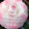 Guest Star Camellia Japonica - 1 Gallon Pot -Garden & Outdoor Sale Shop camellia guest star 7