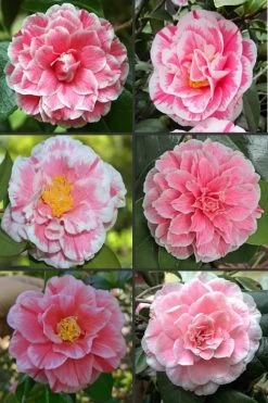 Brilliant Gem Fragrant Camellia Japonica 'Herme' - 1 Gallon Pot -Garden & Outdoor Sale Shop camellia herrmes 1