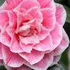 Brilliant Gem Fragrant Camellia Japonica 'Herme' - 1 Gallon Pot