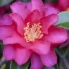 Hiryu Camellia Sasanqua - 3 Gallon Pot -Garden & Outdoor Sale Shop camellia hiryu 1