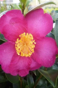 Hiryu Camellia Sasanqua - 3 Gallon Pot -Garden & Outdoor Sale Shop camellia hiryu 2