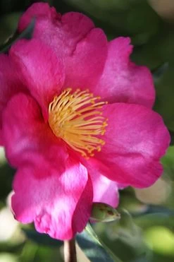 Hiryu Camellia Sasanqua - 3 Gallon Pot -Garden & Outdoor Sale Shop camellia hiryu 3