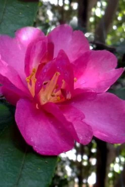 Hiryu Camellia Sasanqua - 3 Gallon Pot -Garden & Outdoor Sale Shop camellia hiryu 4