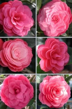 April Kiss Pink Double Flowered Camellia Japonica - 1 Gallon Pot -Garden & Outdoor Sale Shop camellia japonica april kiss 102