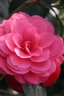 April Kiss Pink Double Flowered Camellia Japonica - 1 Gallon Pot -Garden & Outdoor Sale Shop camellia japonica april kiss 103