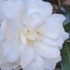 Chisato No Aki Camellia Japonica - 3 Gallon Pot 1 Chisato No Aki Camellia Japonica - 3 Gallon Pot -Garden & Outdoor Sale Shop camellia japonica chisato no aki 2