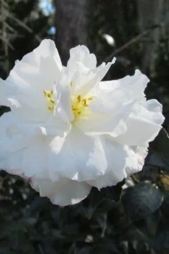 Chisato No Aki Camellia Japonica - 3 Gallon Pot -Garden & Outdoor Sale Shop camellia japonica chisato no aki 3