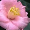Isaribi Camellia Japonica - 3 Gallon Pot -Garden & Outdoor Sale Shop camellia japonica isaribi 6