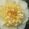 Jury's Yellow Camellia - 3 Gallon Pot -Garden & Outdoor Sale Shop camellia japonica jurys yellow 100