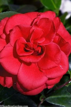 Paulette Goddard Camellia Japonica - 3 Gallon Pot -Garden & Outdoor Sale Shop camellia japonica paulette goddard 1