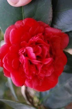 Paulette Goddard Camellia Japonica - 3 Gallon Pot -Garden & Outdoor Sale Shop camellia japonica paulette goddard 2