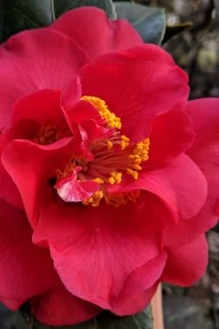 Paulette Goddard Camellia Japonica - 3 Gallon Pot -Garden & Outdoor Sale Shop camellia japonica paulette goddard 3