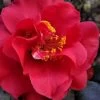 Paulette Goddard Camellia Japonica - 3 Gallon Pot