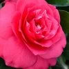 Rose Dawn Camellia Japonica - 3 Gallon Pot -Garden & Outdoor Sale Shop camellia japonica rose dawn 23 1