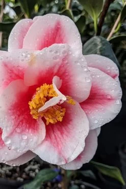 Sadaharu Oh Camellia - 7 Gallon Pot (3-4') -Garden & Outdoor Sale Shop camellia japonica sadaharu oh 100