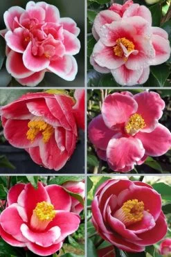 Sadaharu Oh Camellia - 3 Gallon Pot -Garden & Outdoor Sale Shop camellia japonica sadaharu oh 102 1