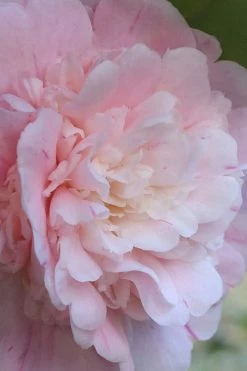 Thompsonii Camellia Japonica - 3 Gallon Pot -Garden & Outdoor Sale Shop camellia japonica thompsonii 2