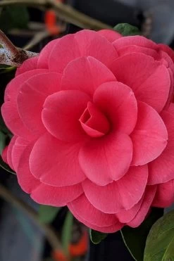Tomorrow Camellia - 3 Gallon Pot -Garden & Outdoor Sale Shop camellia japonica tomorrow 2